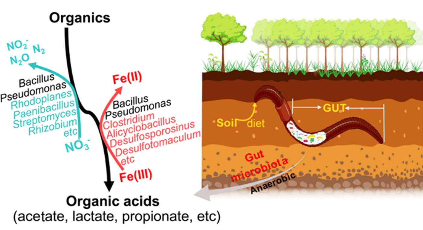 for iron(iii) reduction in the gut of the soil feeding earthworm